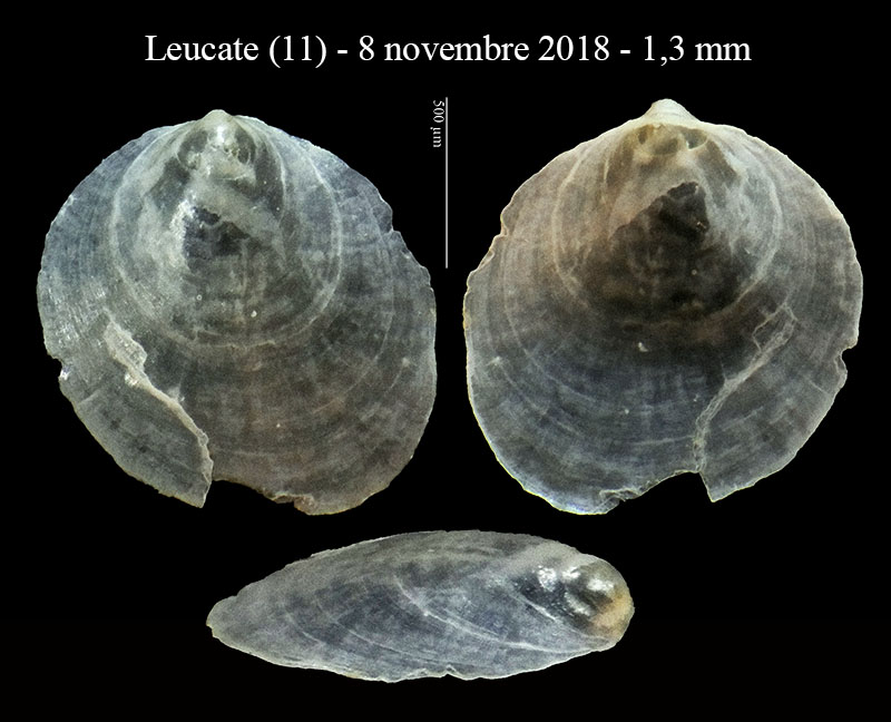 Mollusco sconosciuto (da me)